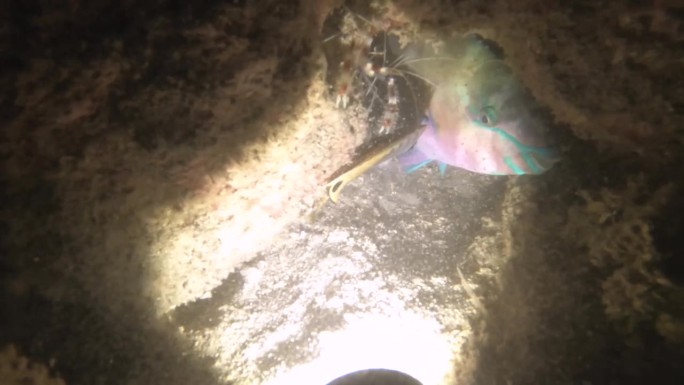夜间潜水近距离观看鹦鹉鱼与带状珊瑚虾睡在珊瑚礁墙的缝隙内的低能见度沙底岩石珊瑚鱼泥在阿瓦纳通道