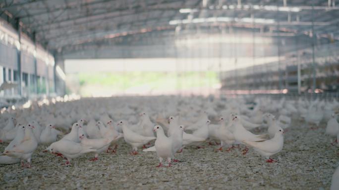家禽农场 鸽子群 动物 烤乳鸽 乳鸽