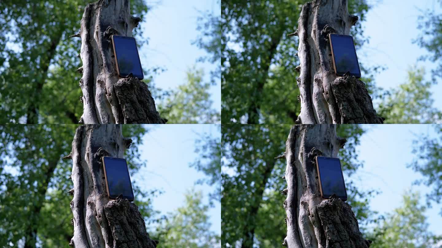 打开屏幕的手机，被遗弃在大自然的森林里的一个腐烂的树桩上