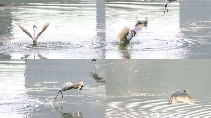 白鹭湖中抓泥鳅