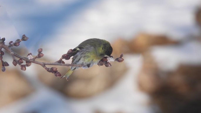 冬天黄雀在杨树枝上啄食昆虫卵块