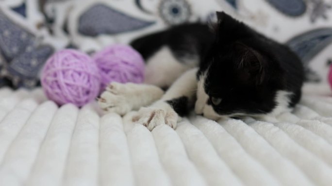 在他家的卧室里，小猫很高兴地在床上玩各种颜色的纱线球。