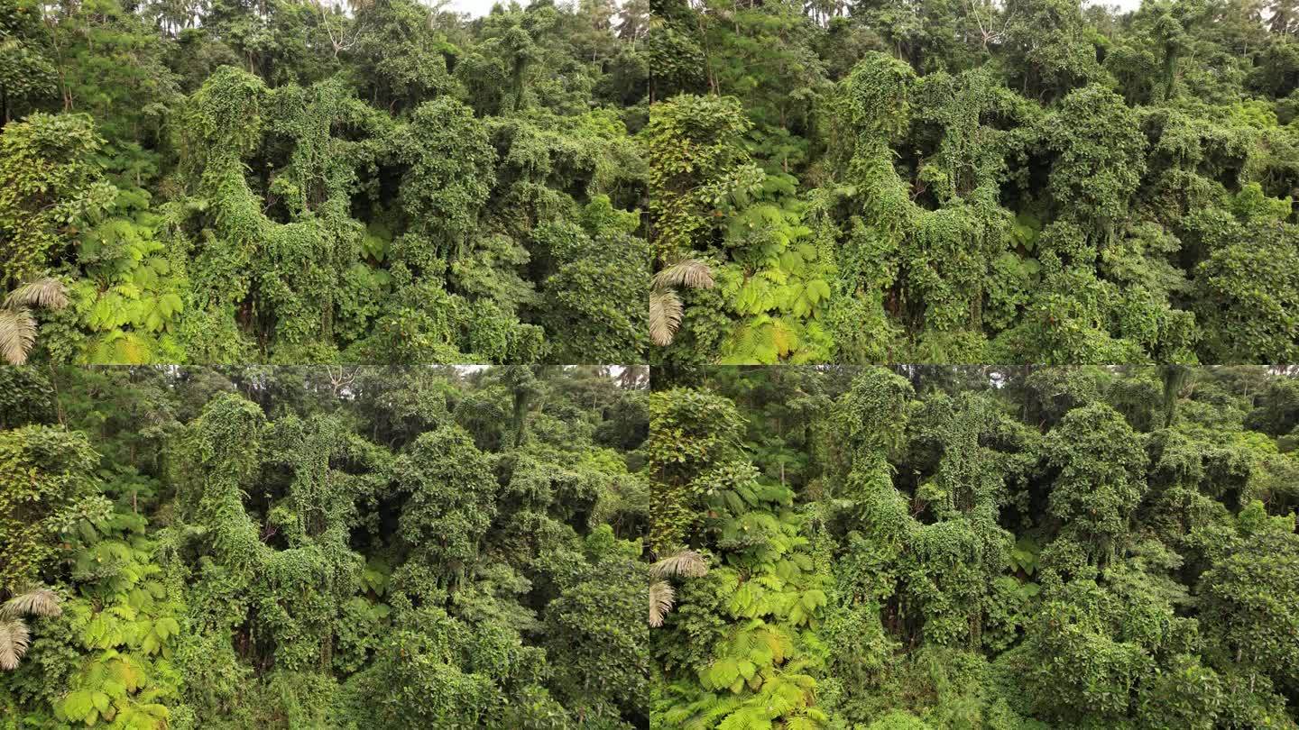 在峡谷的陡坡上，热带森林的绿墙，相机缓缓向下移动