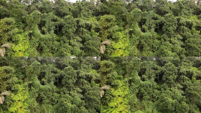 在峡谷的陡坡上，热带森林的绿墙，相机缓缓向下移动