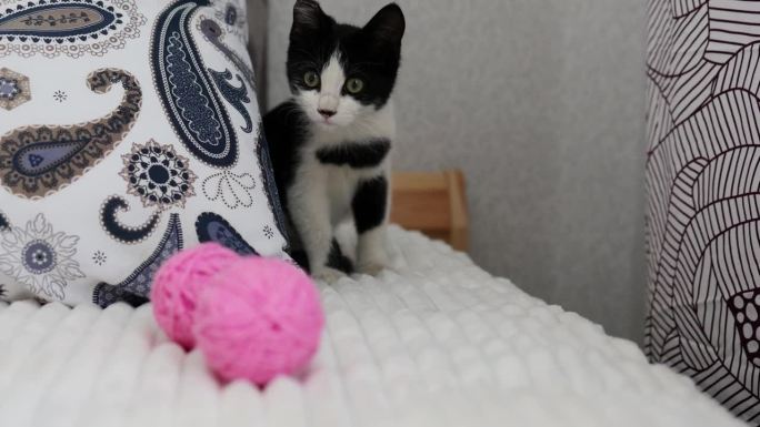 一只小猫喜欢在家里卧室的床上玩毛线团