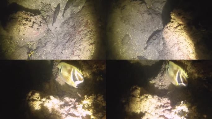 夜间潜水近距离观看月牙毛齿动物在低能见度沙底与岩石珊瑚鱼类在阿瓦纳通道泥泞
