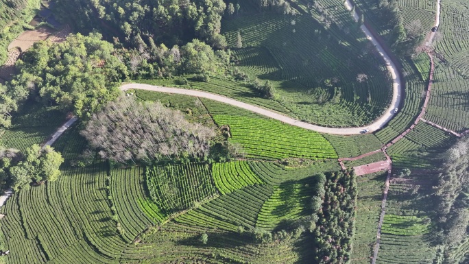 云南保山龙陵县山区茶园