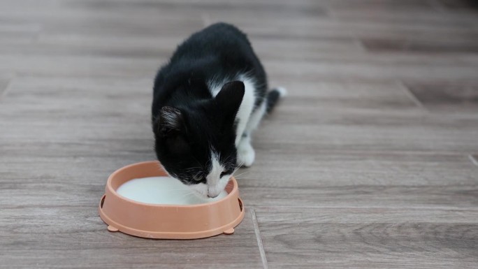 一只穿着黑白皮毛的小猫在家里的地板上喝着碗里的牛奶。