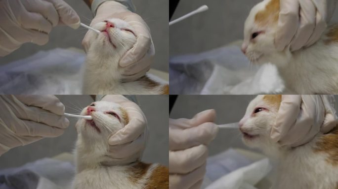 用棉签收集小猫的唾液以检测病毒感染。戴着手套的兽医用棉签擦过口腔黏膜进行涂片分析。