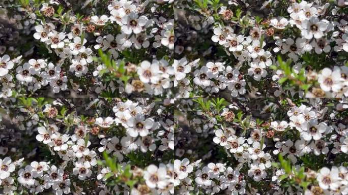 麦卢卡(Leptospermum scoparium)茶树花