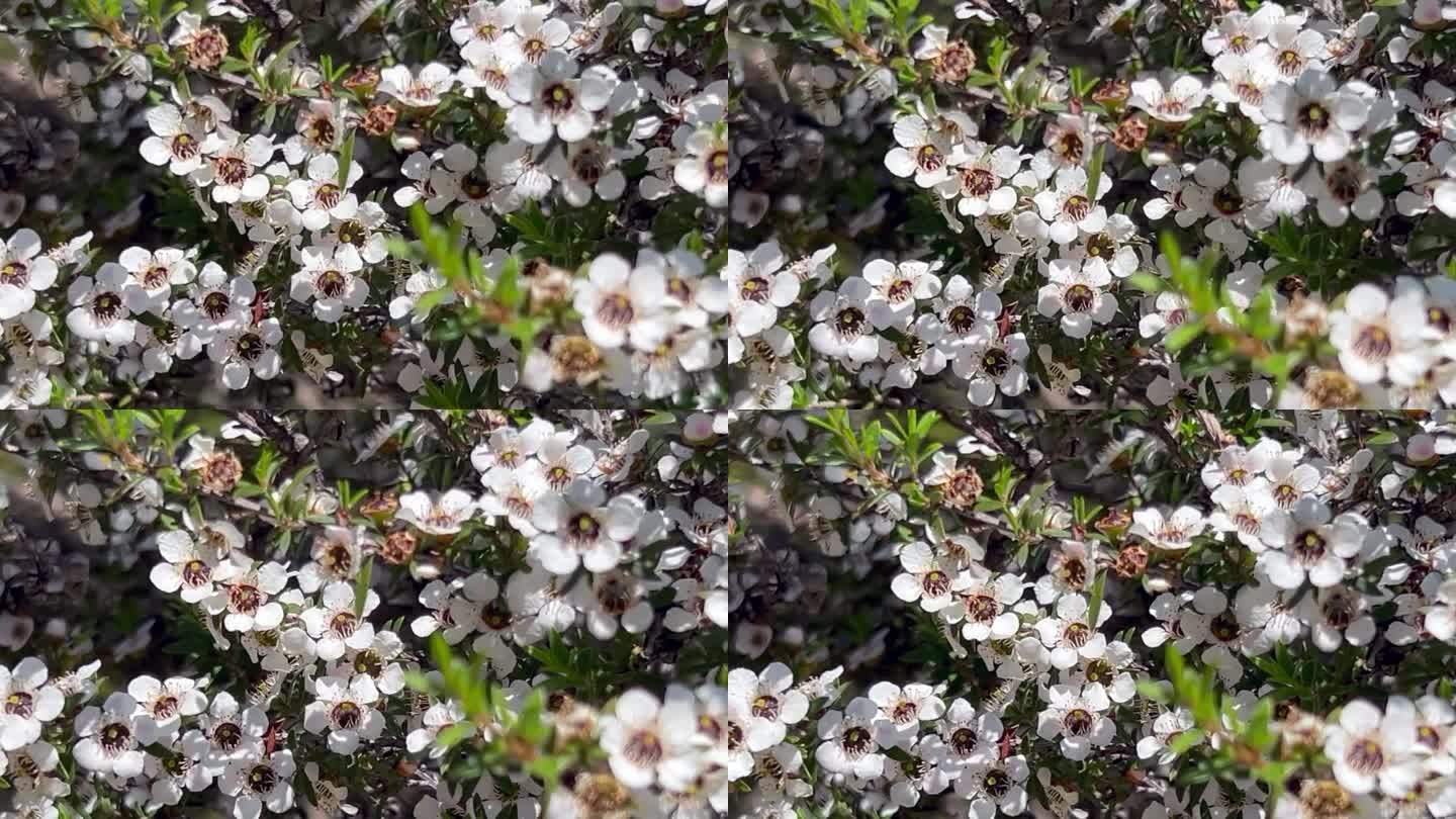 麦卢卡(Leptospermum scoparium)茶树花