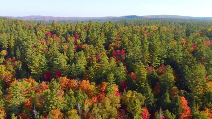从加拿大蒙特利尔的森林树梢上，无人机拍摄了秋天的大自然之美
