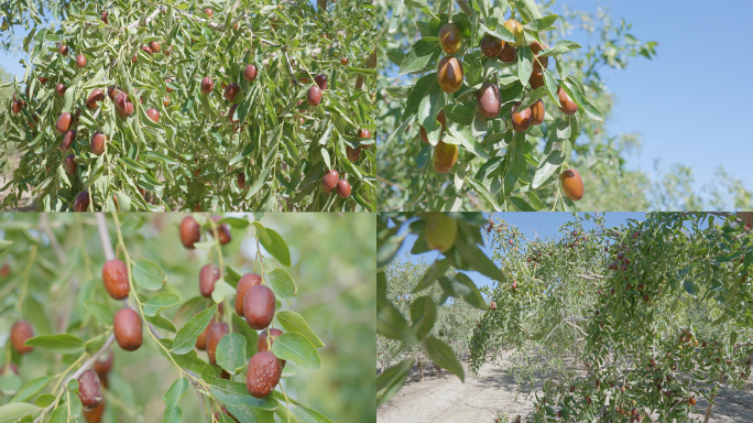 红枣种植基地新疆红枣有机红枣