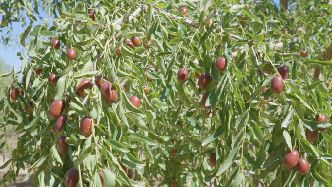 红枣种植基地新疆红枣有机红枣