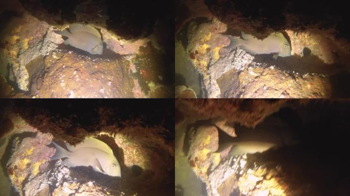 夜间潜水近距离观察一条黑棘鱼，藏在暗礁壁上，在低能见度的沙质底部，岩石，珊瑚，鱼类，泥土，在阿瓦纳通