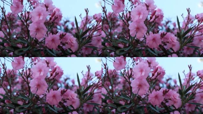 开花夹竹桃——花多粉嫩，常绿灌木，亚热带，园林绿化。布宜诺斯艾利斯，阿根廷