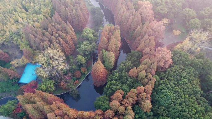 无人机拍摄的上海共青森林公园美丽的秋景。红水杉和枫树在常绿树木中间，4k实时镜头，高角度视图。