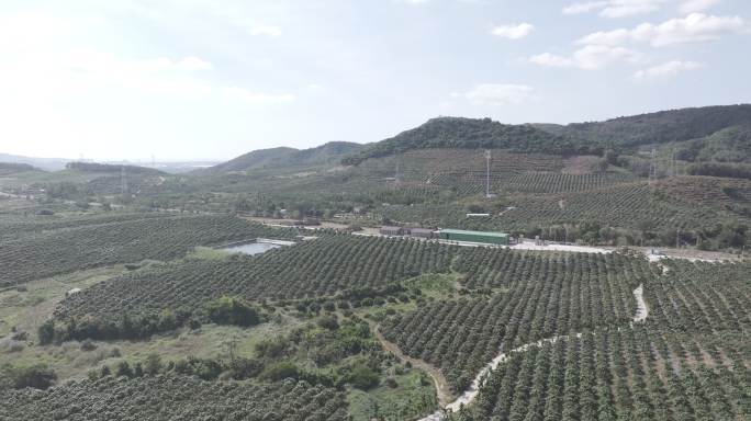 果基地 台芒 海南芒果 乐东芒果航拍