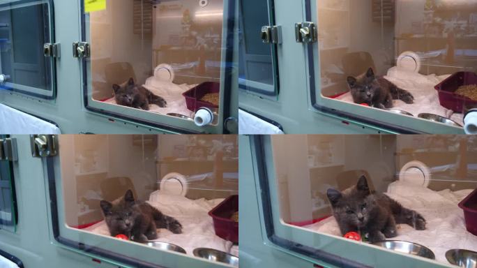 一只生病的小猫躺在兽医院的笼子里。小猫被送往兽医诊所，情况严重。这只小猫被兽医救出，目前正在医院接受