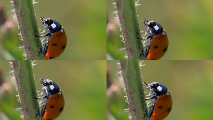 一只七斑瓢虫紧贴在绿色植物茎上清洁脸部的特写镜头