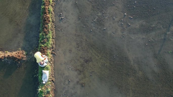 农民在被水淹没的稻田里劳作，航拍鸟瞰无人机拍摄