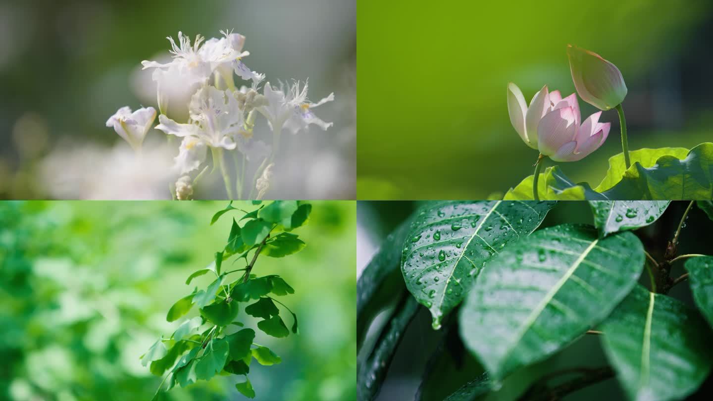 夏天阳光风铃野花荷花放风筝下雨露珠视频