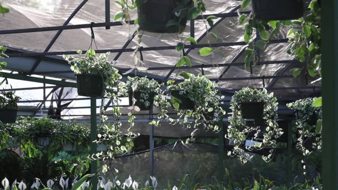 在一个阳光明媚的日子里，一盆一盆的魔鬼常春藤挂在苗圃的温室里