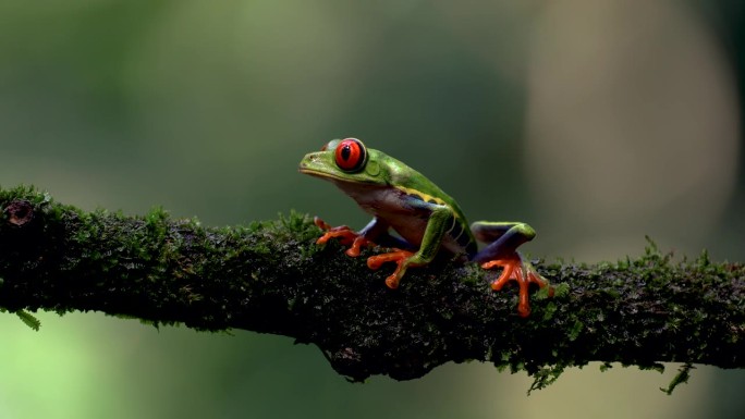 哥斯达黎加的红眼树蛙