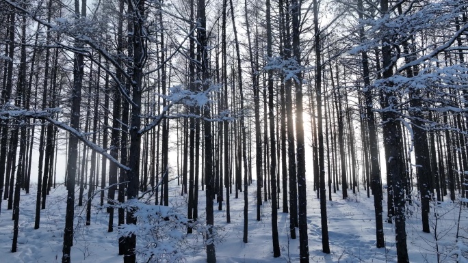 阳光光影雪松林