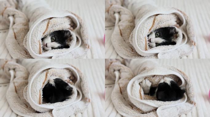 在毯子下面，小猫感到安全，可以安全地玩耍。