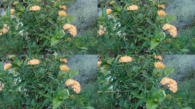 橙色的ixora花靠近。摄于马来西亚
