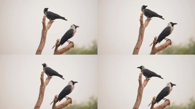 房子乌鸦坐在墙上的4k镜头视图。背景模糊的房屋乌鸦。印第安家乌鸦。乌鸦坐在树枝上唱歌。树枝上的家鸦。