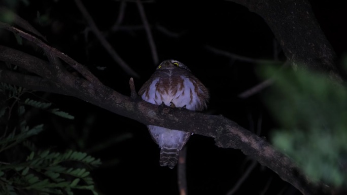 在泰国，夜半时分，一只亚洲斑Owlet四处寻找食物