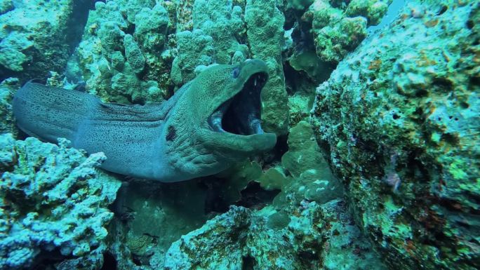 一只被困在洞里的爪哇海鳗张大嘴巴等待濑鱼清洗。在相册里找找类似的视频。