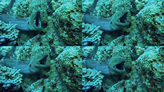 一只被困在洞里的爪哇海鳗张大嘴巴等待濑鱼清洗。在相册里找找类似的视频。