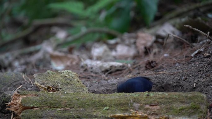 一只蓝色爪哇鸣叫的画眉鸟正从长满青苔的树枝后面在地上觅食