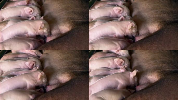 许多刚出生的小猪正在吮吸一头猪妈妈的乳汁
