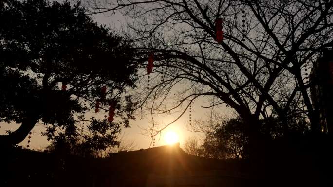 树枝间的夕阳