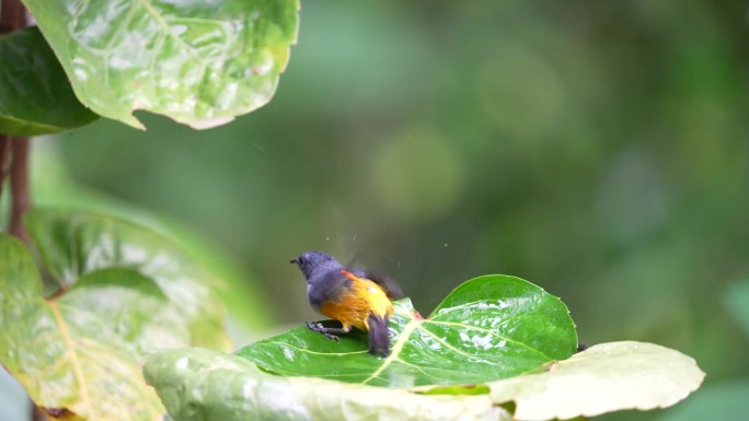 一只橙色的小腹啄花鸟在水里的绿叶上快乐地玩耍