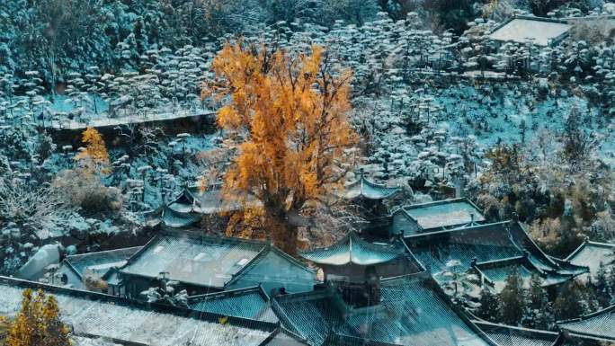 航拍西安古观音禅寺银杏树雪景