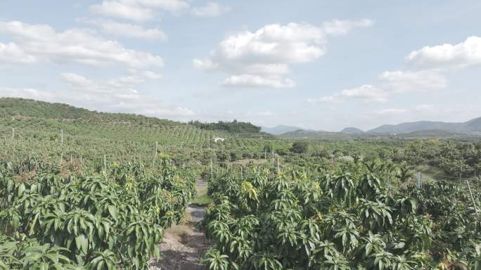 果基地 台芒 海南芒果 乐东芒果基地