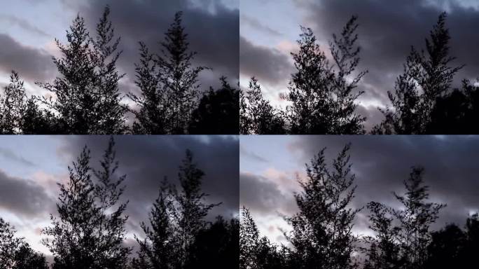 竹子被大风吹动。阴云密布的天空映衬下的剪影