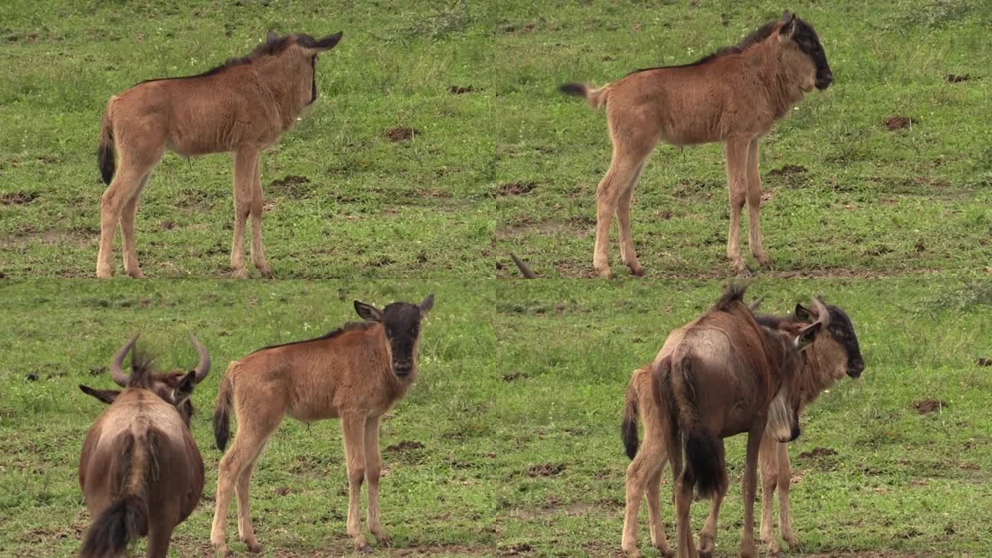 小角马独自在野外看着它的妈妈。没有保护，年轻的gnu将暴露在掠食者面前，注定要死亡。最后，妈妈走近并