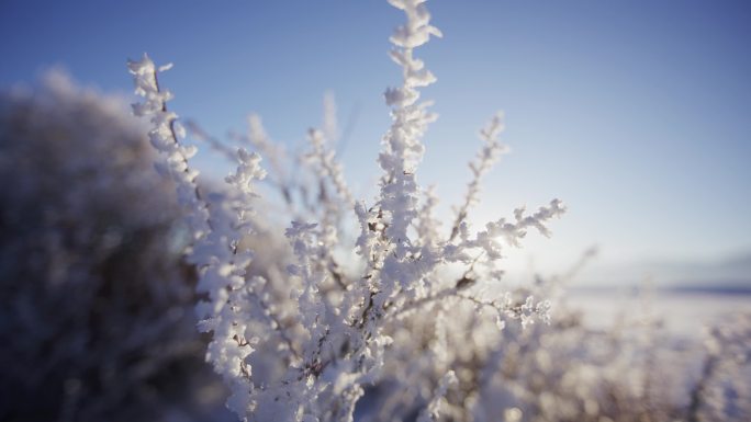 冬季雪挂