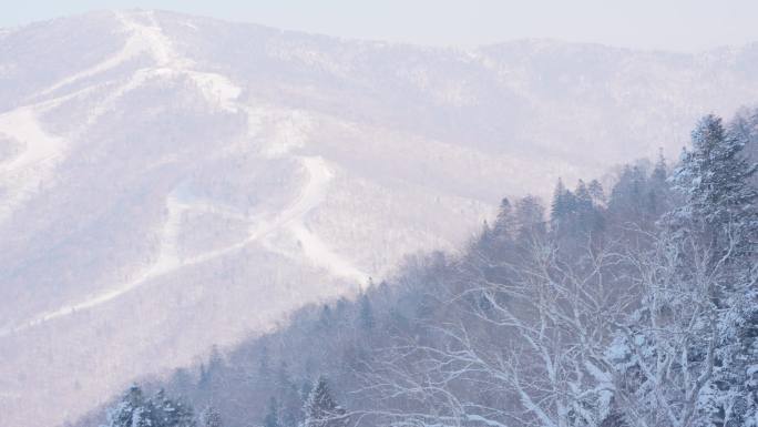 松树雪景