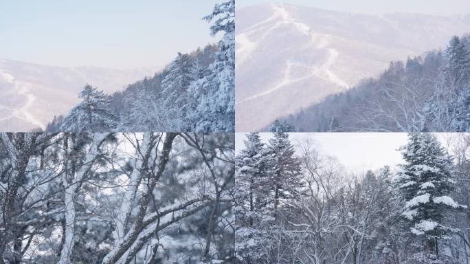 松树雪景