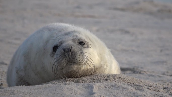 可爱的小海豹的肖像，在黑尔戈兰海滩上打哈欠，灰色海豹，灰海豹，灰海豹，特写