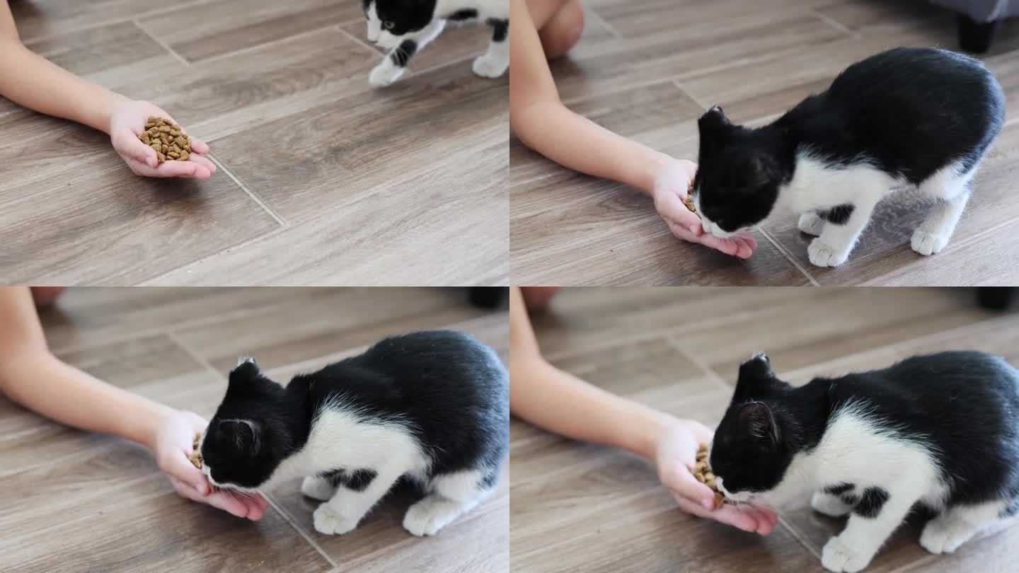 干粮由小女孩直接从手里递给黑白相间的小猫。