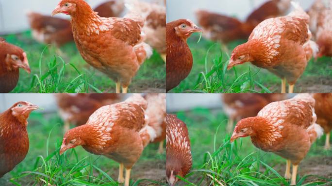 罗曼布朗(Lohmann Brown)品种的小蛋鸡，橙色，在奔跑中啄着绿草，特写，背景模糊