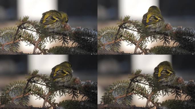 冬天黄雀在松树上觅食
